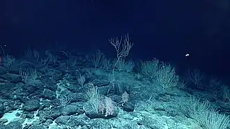 Corals on Mussorgsky Seamount