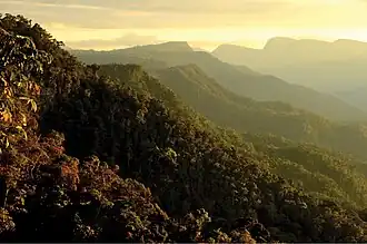 Forest-covered mountain ridge fading into mist, with layered green vegetation