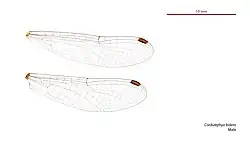 Male wings