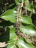 Coriaria arborea with developing berries