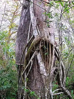 The trunk of a bald cypress, encircled by fig roots