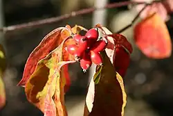 This Cornus florida cultivar has persistent fruit into winter.