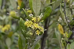 Small yellow flowers