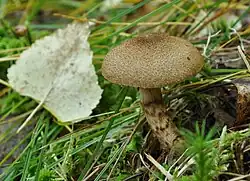 "Cortinarius pholideus" near Khanty-Mansiysk (Western Siberia)