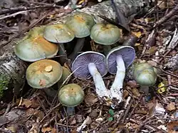 Fruiting bodies of Cortinarius viridipileatus