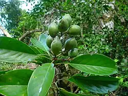 Foliage and fruits of Corynocarpus disimilis.