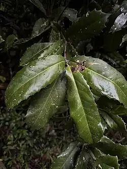 Foliage of Corynocarpus rupestris