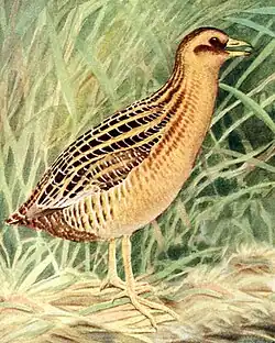 Yellow rail