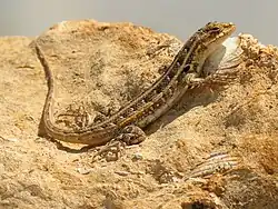 Cozumel spiny lizard (S. cozumelae)