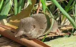 Gray shrew