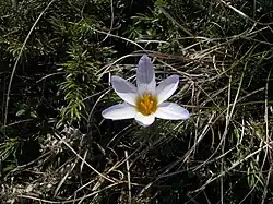 Flower of Crocus tauricus
