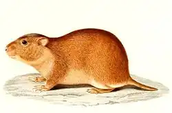 Drawing of brown rodent