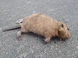 Brown rodent