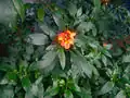 Hostplant: Crossandra infundibuliformis