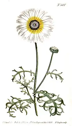 Illustration of Ismelia carinata