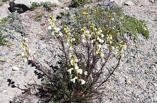 Curved-beak lousewort (Pedicularis contorta)