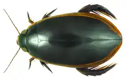 Cybister tripunctatus