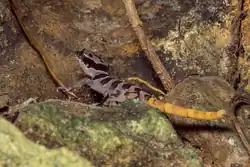 Cyrtodactylus roesleri