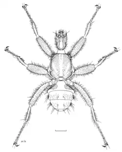 Mystacinobia zelandica illustration by Des Helmore