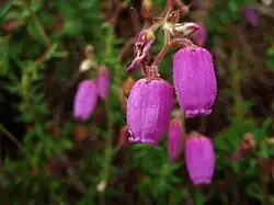 Hot pink flowers with 5 fused petals in a bell shape, covered in slight fuzz and emerging from a branching inflorescence.