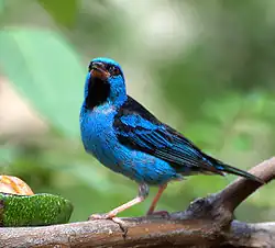 Blue dacnis
