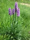 Spotted orchid