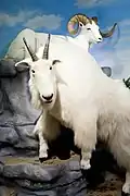 Dall sheep and mountain goat on exhibit