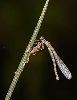 Prodasineura verticalis female emerging from the split skin of the nymph