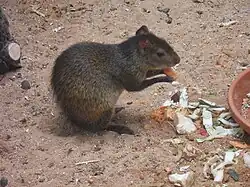 Brown and black agouti