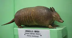 Brown armadillo