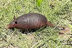 Brown armadillo