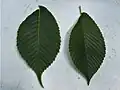 Ulmus uyematsui leaf (left, at Great Fontley) and Japanese Elm leaf (right)