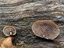 Deconica horizontalis