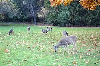 Deer grazing in the park.