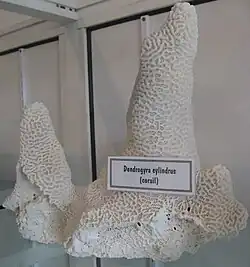 A skeletal specimen from Fort Napoléon, Guadeloupe, December 2006