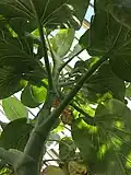 Canopy, viewed from beneath, of mature specimen flowering in Temperate House, Kew Gardens (flowers not visible in shot)