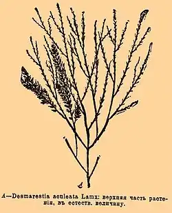 Desmarestia aculeata