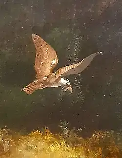 Detail of harpy eagle in the painting