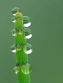 Image 12 Guttation Photo credit: Luc Viatour An example of guttation, the appearance of drops of xylem sap on the tips or edges of leaves of some vascular plants, on an Equisetum. At night, transpiration usually does not occur because most plants have their stomata closed. When there is a high soil moisture level, water will enter plant roots, because the water potential of the roots is lower than in the soil solution. The water will accumulate in the plant creating a slight root pressure. The root pressure forces some water to exude through special leaf tip or edge structures, hydathodes, forming drops. Guttation is not to be confused with dew, which condenses from the atmosphere onto the plant surface.