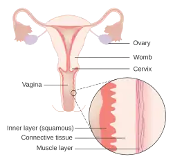 Diagram of the female reproductive anatomy with layers of the vaginal wall enhanced and labeled