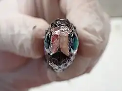 A smallish fish held between gloved thumb and forefinger. The eyes are huge with aquamarine lenses with large, dark aphakic gaps on the anterior side and silvery irises on the posterior side. The light organs are two large, slightly polygonal bean-shaped structures that are paired either side of the snout; they are creamy in colour with a bit of blood in one. The fish is slightly damaged and asymmetrical.