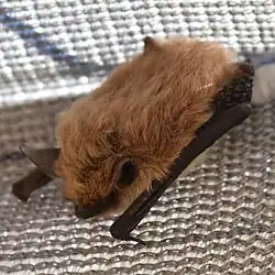 Brown bat