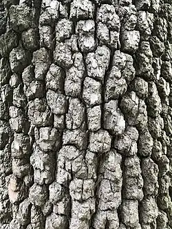 bark