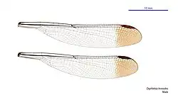 Male wings