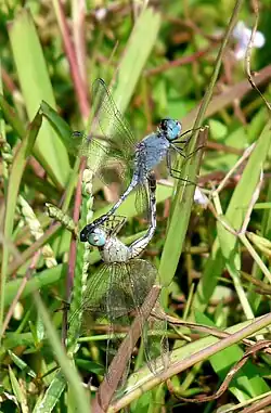 Diplacodes trivialis mating pair