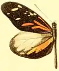 D. a. discrepans male