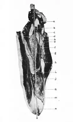 #109 (?/12/1933), Dissected mantle showing internal organs (Frost, 1934:114 & pl. 3; see also labelled diagram of same and caudal fin)