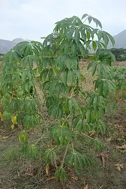 Photo of a cassava plant with symptoms of CBSD