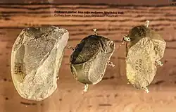 Chopping tools, Ana Zaga Cave, Boyukdash mountain, Gobustan Museum