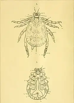 "Dermacentor auratus auratus"